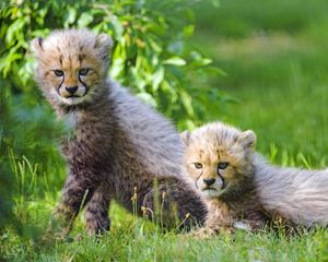 Preview wallpaper cheetah, cub, animal, cute, gloomy