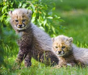 Preview wallpaper cheetah, cub, animal, cute, gloomy