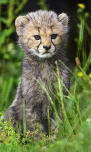 Preview wallpaper cheetah, cub, animal, cute, wildlife