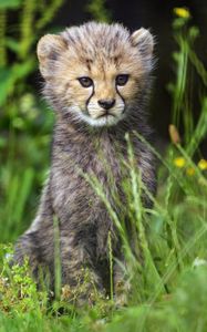 Preview wallpaper cheetah, cub, animal, cute, wildlife