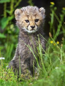 Preview wallpaper cheetah, cub, animal, cute, wildlife