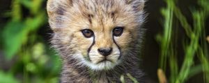 Preview wallpaper cheetah, cub, animal, cute, wildlife