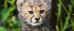 Preview wallpaper cheetah, cub, animal, cute, wildlife