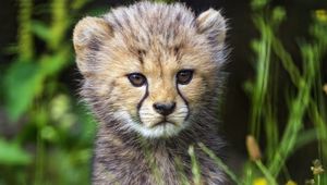 Preview wallpaper cheetah, cub, animal, cute, wildlife