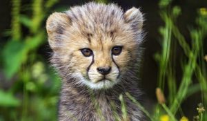 Preview wallpaper cheetah, cub, animal, cute, wildlife