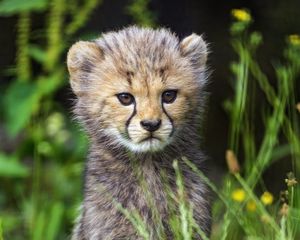 Preview wallpaper cheetah, cub, animal, cute, wildlife