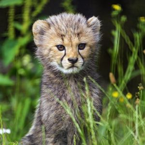 Preview wallpaper cheetah, cub, animal, cute, wildlife