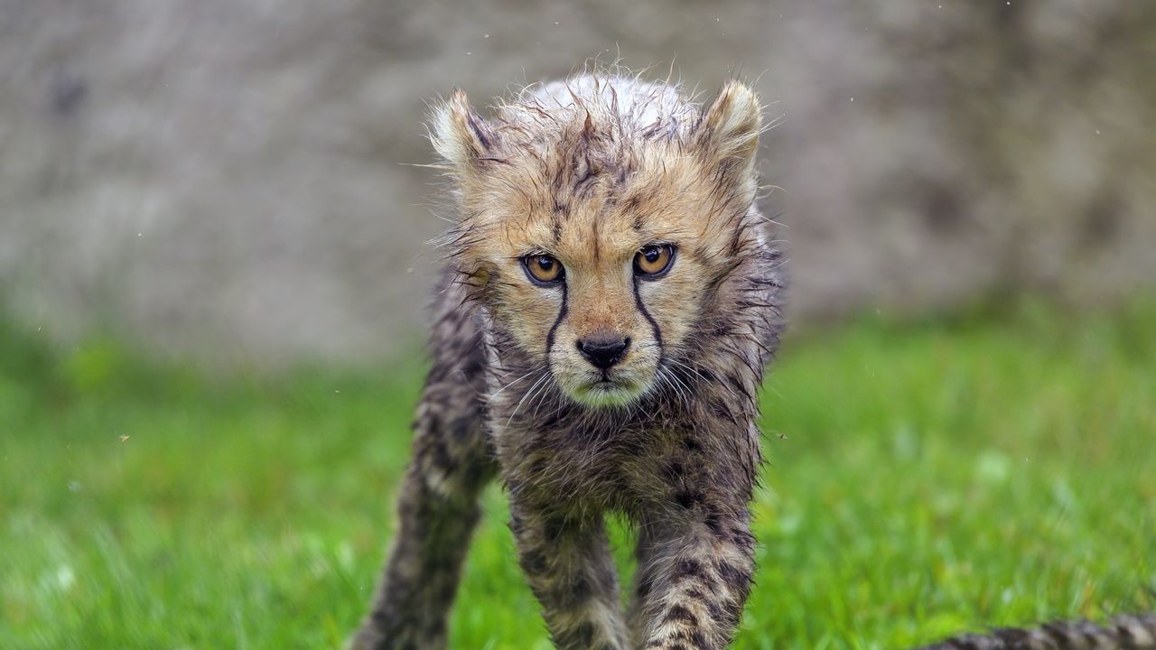 Wallpaper cheetah, cub, animal, predator, wet