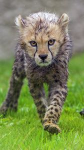 Preview wallpaper cheetah, cub, animal, predator, wet