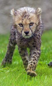 Preview wallpaper cheetah, cub, animal, predator, wet