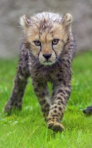 Preview wallpaper cheetah, cub, animal, predator, wet