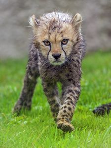 Preview wallpaper cheetah, cub, animal, predator, wet