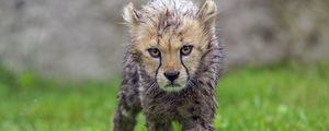 Preview wallpaper cheetah, cub, animal, predator, wet