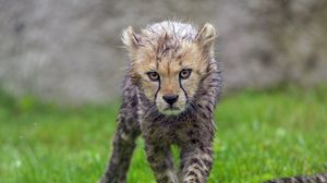 Preview wallpaper cheetah, cub, animal, predator, wet