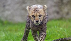 Preview wallpaper cheetah, cub, animal, predator, wet