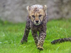 Preview wallpaper cheetah, cub, animal, predator, wet