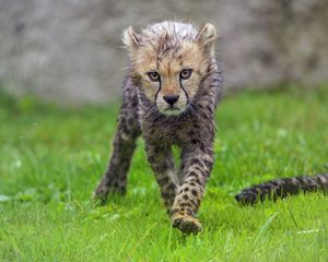 Preview wallpaper cheetah, cub, animal, predator, wet