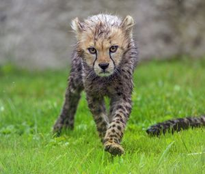 Preview wallpaper cheetah, cub, animal, predator, wet