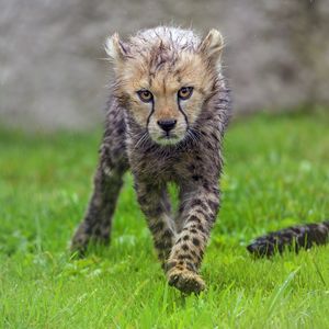 Preview wallpaper cheetah, cub, animal, predator, wet