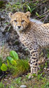 Preview wallpaper cheetah, cub, animal, furry, wildlife