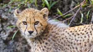 Preview wallpaper cheetah, cub, animal, furry, wildlife