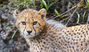 Preview wallpaper cheetah, cub, animal, furry, wildlife