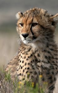 Preview wallpaper cheetah, cub, animal, wild, big cat