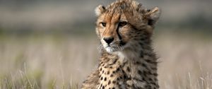 Preview wallpaper cheetah, cub, animal, wild, big cat