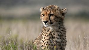 Preview wallpaper cheetah, cub, animal, wild, big cat