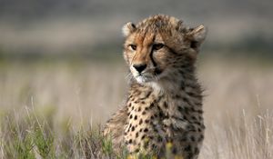 Preview wallpaper cheetah, cub, animal, wild, big cat