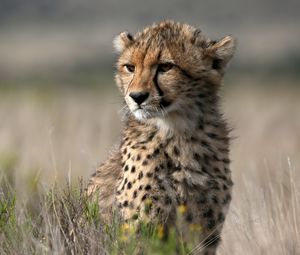 Preview wallpaper cheetah, cub, animal, wild, big cat