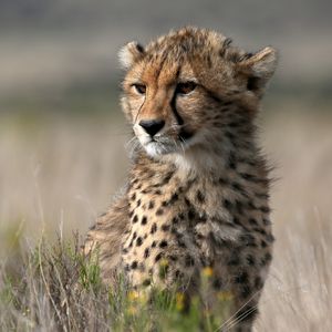 Preview wallpaper cheetah, cub, animal, wild, big cat