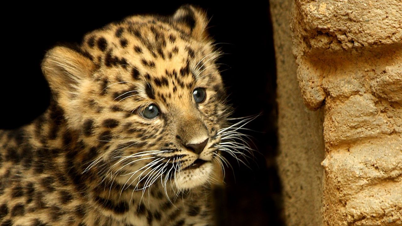 Wallpaper cheetah, cub, baby, hide