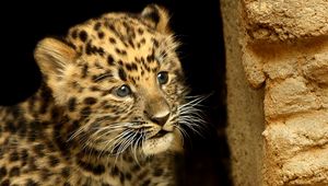 Preview wallpaper cheetah, cub, baby, hide