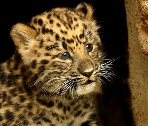 Preview wallpaper cheetah, cub, baby, hide