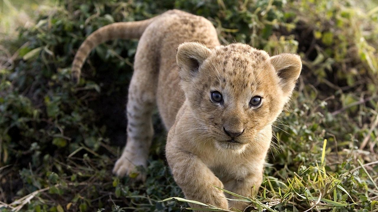 Wallpaper cheetah, cub, face, predator