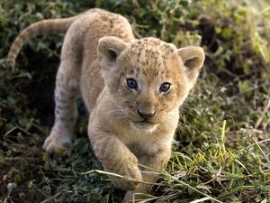 Preview wallpaper cheetah, cub, face, predator