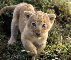 Preview wallpaper cheetah, cub, face, predator