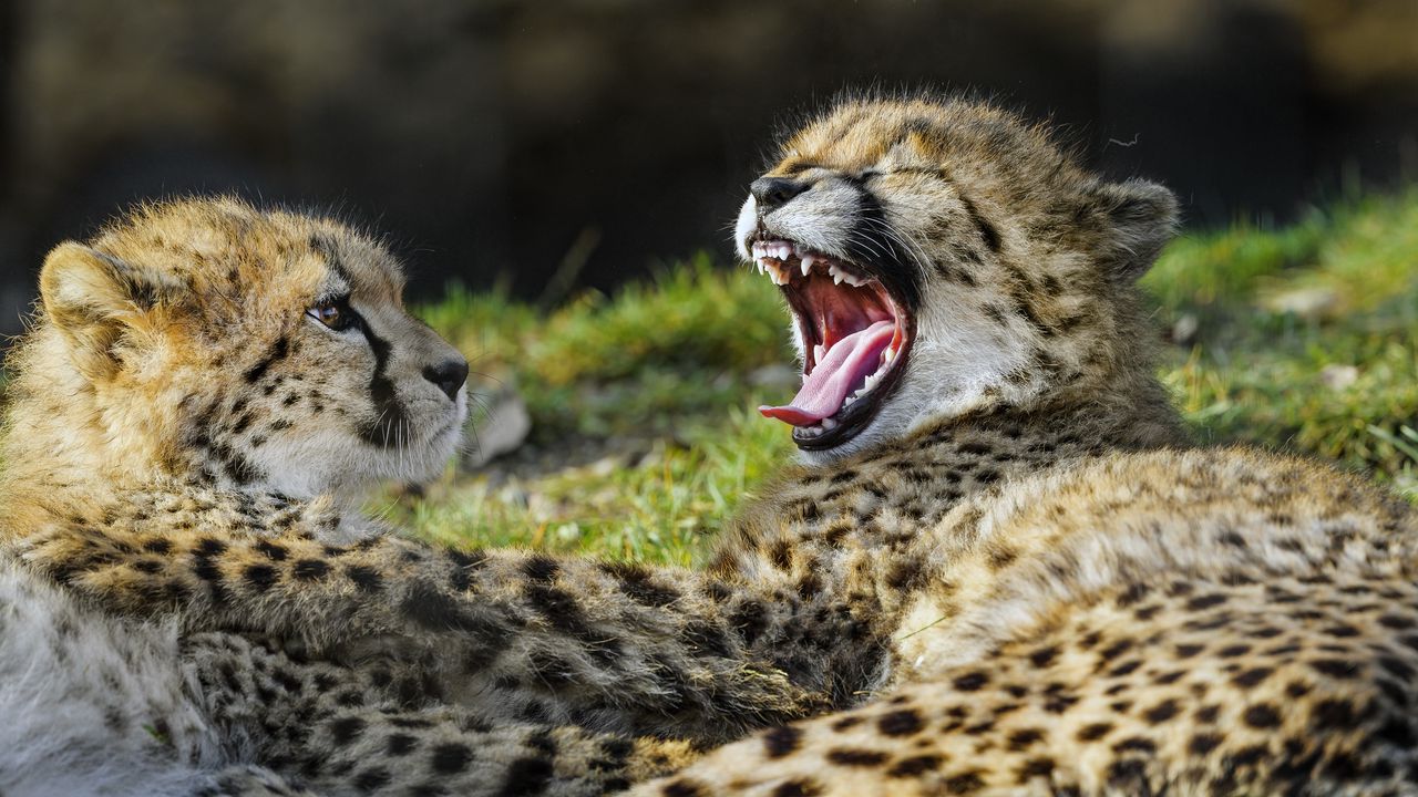 Wallpaper cheetah, cub, furry, wildlife