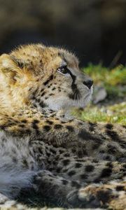 Preview wallpaper cheetah, cub, furry, wildlife