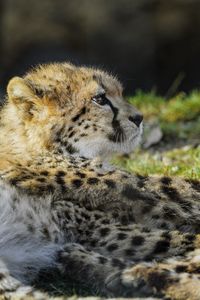 Preview wallpaper cheetah, cub, furry, wildlife