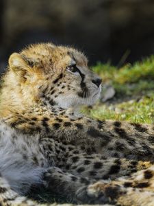 Preview wallpaper cheetah, cub, furry, wildlife