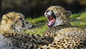 Preview wallpaper cheetah, cub, furry, wildlife