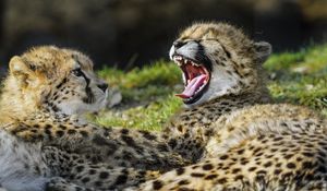 Preview wallpaper cheetah, cub, furry, wildlife