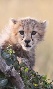 Preview wallpaper cheetah, cub, grass, bark