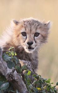 Preview wallpaper cheetah, cub, grass, bark