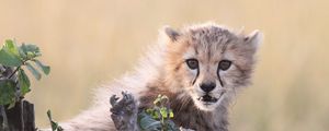 Preview wallpaper cheetah, cub, grass, bark