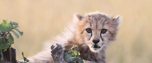 Preview wallpaper cheetah, cub, grass, bark