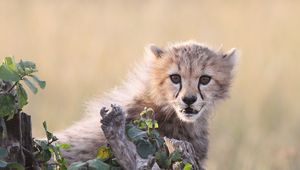 Preview wallpaper cheetah, cub, grass, bark