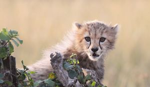 Preview wallpaper cheetah, cub, grass, bark